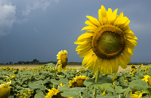 Sunflower Ag