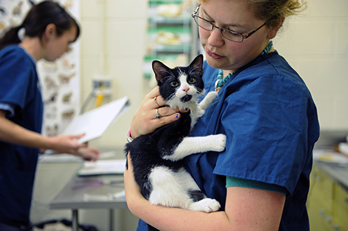 vet-tech