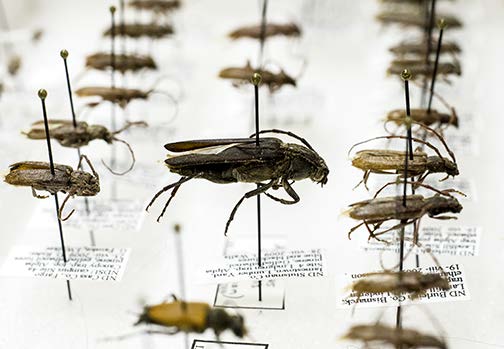 entomology