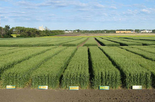 Durum